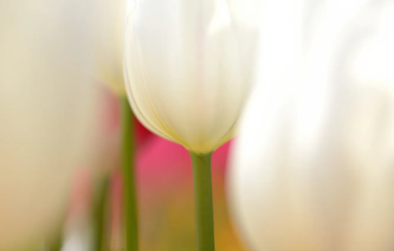 Photo wallpaper macro, flowers, tulips, white