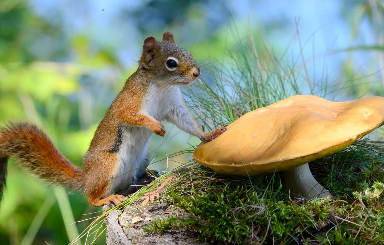 Photo wallpaper mushrooms, animal, protein