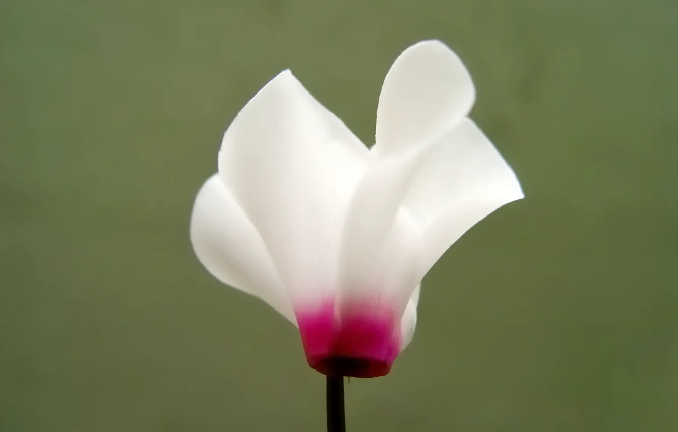 Photo wallpaper macro, petals, tsiklomen
