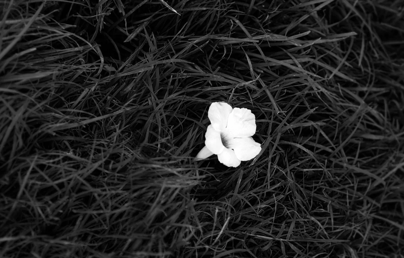 Photo wallpaper white, Flower, black