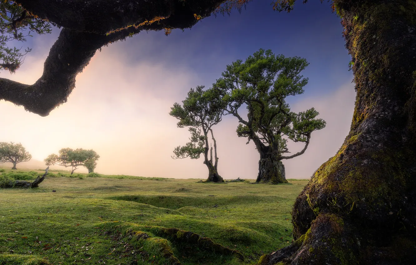Photo wallpaper field, trees, branch, view, arch