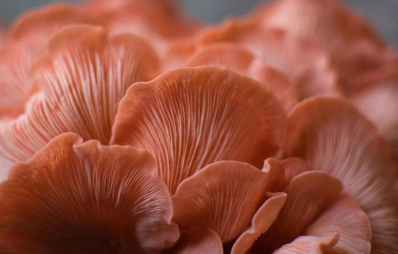 Photo wallpaper macro, nature, mushrooms, Fox, a lot, bokeh, family