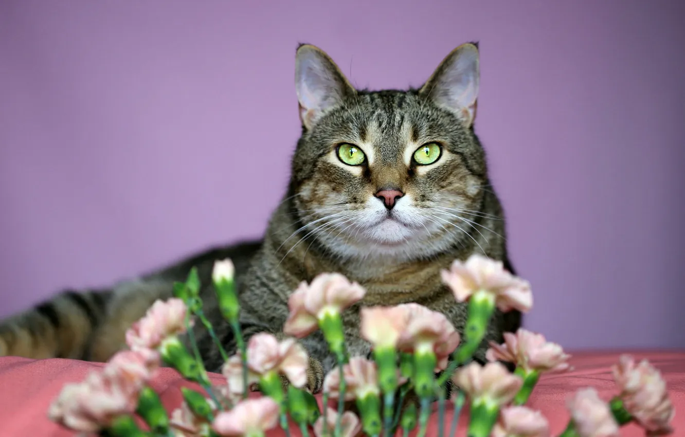 Photo wallpaper cat, cat, look, flowers, pose, face