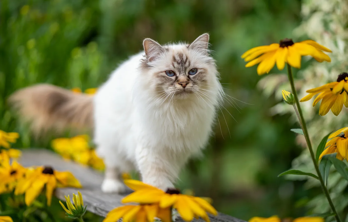 Photo wallpaper cat, cat, look, flowers, bench, nature, pose, yellow