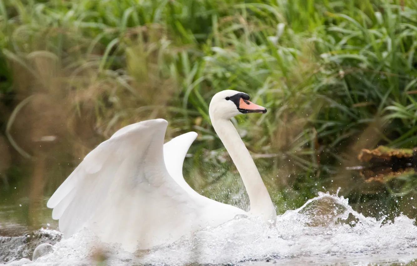 Photo wallpaper white, water, drops, wings, beautiful, swans