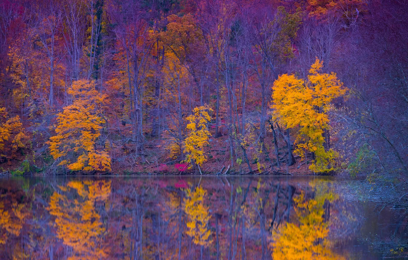 Photo wallpaper autumn, forest, trees, reflection, shore, pond, yellow foliage