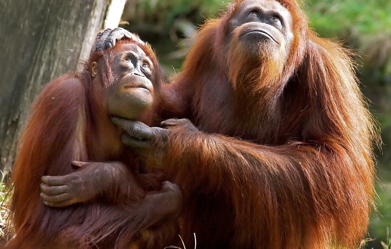 Photo wallpaper park, orange, primitive, primate, orangutan, orangutang