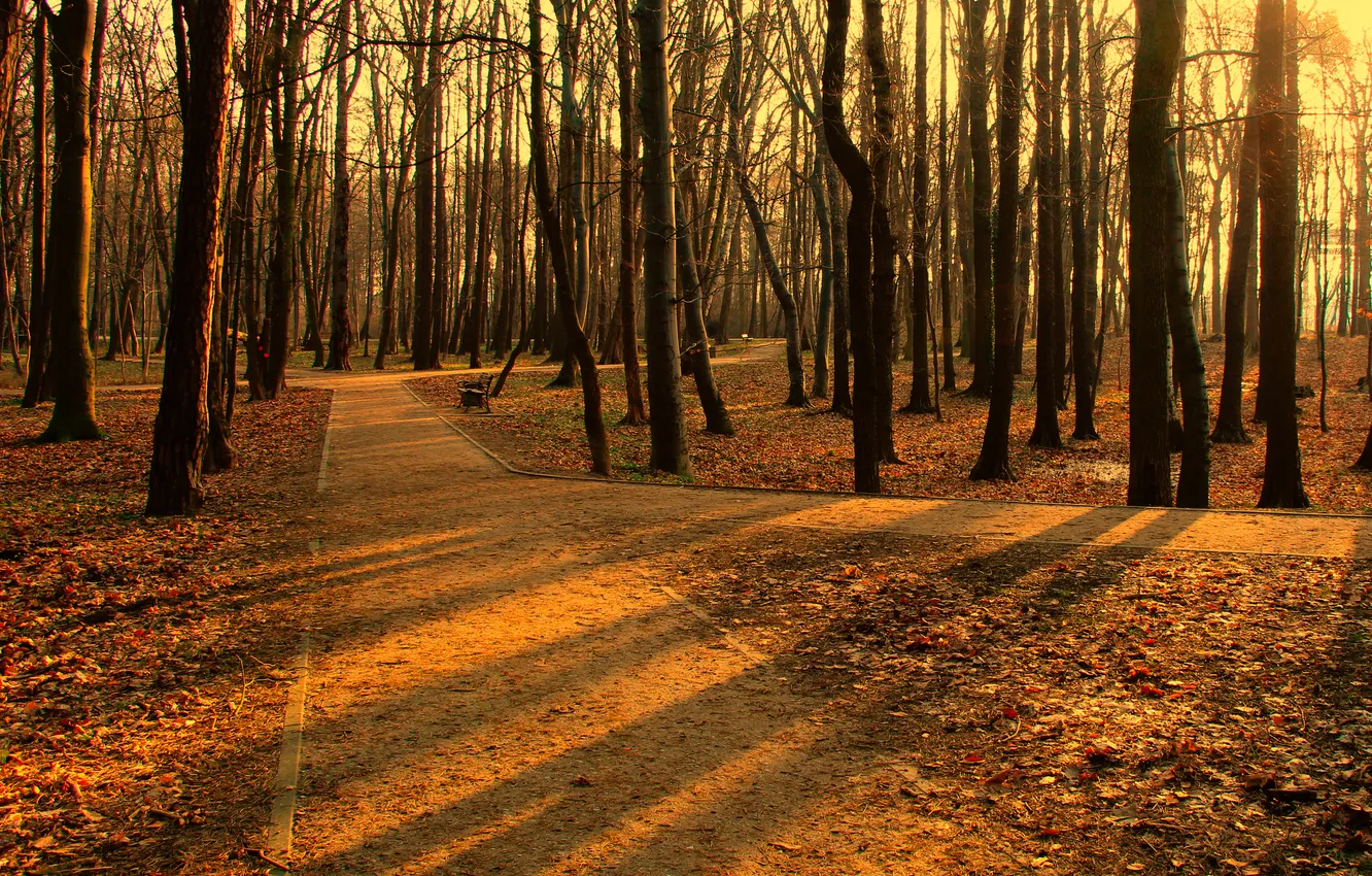 Photo wallpaper forest, park, morning, Lane
