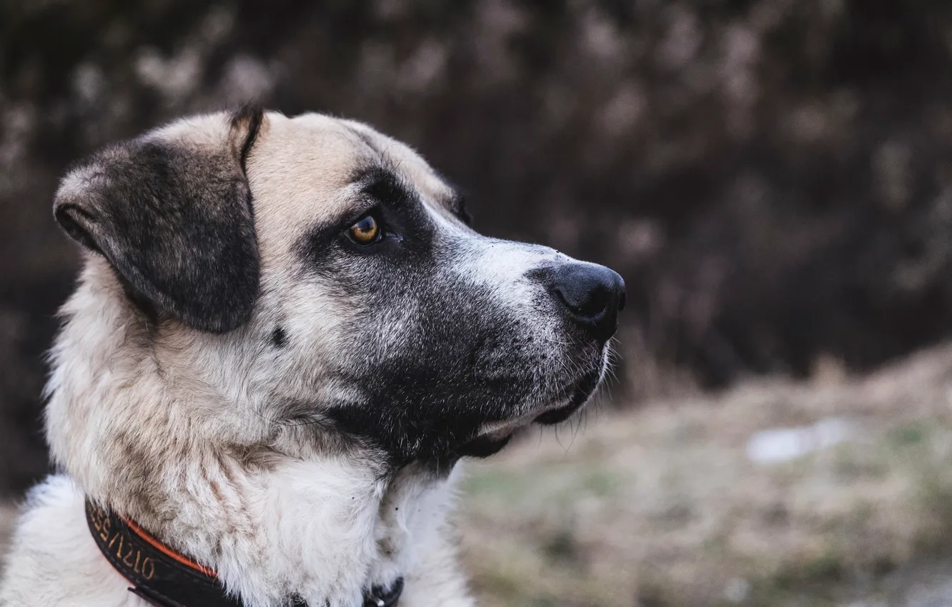 Photo wallpaper face, profile, collar, dog