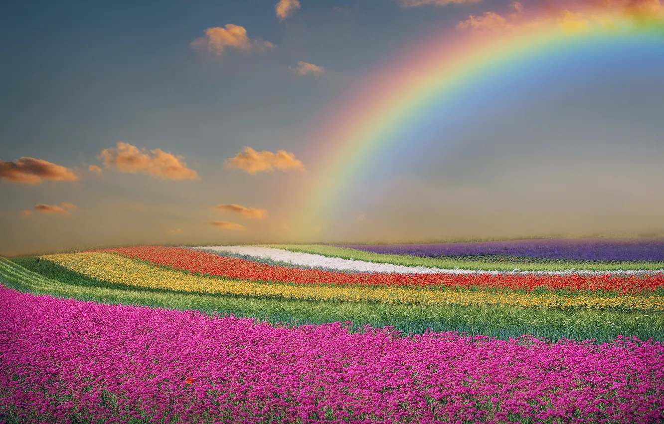 Photo wallpaper field, landscape, flowers, nature, rainbow, spring, tulips