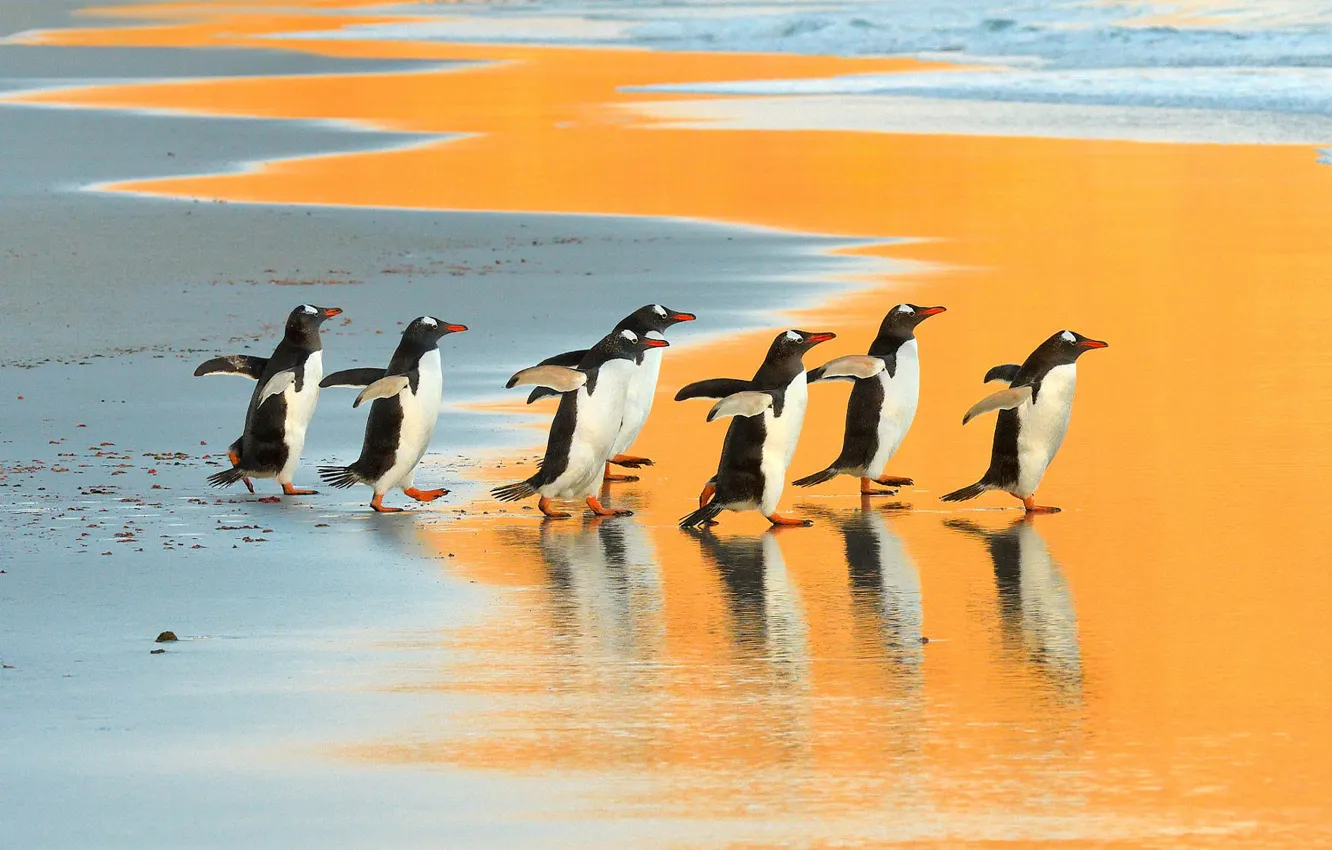 Photo wallpaper sand, sea, beach, water, bird, shore, pack, runs