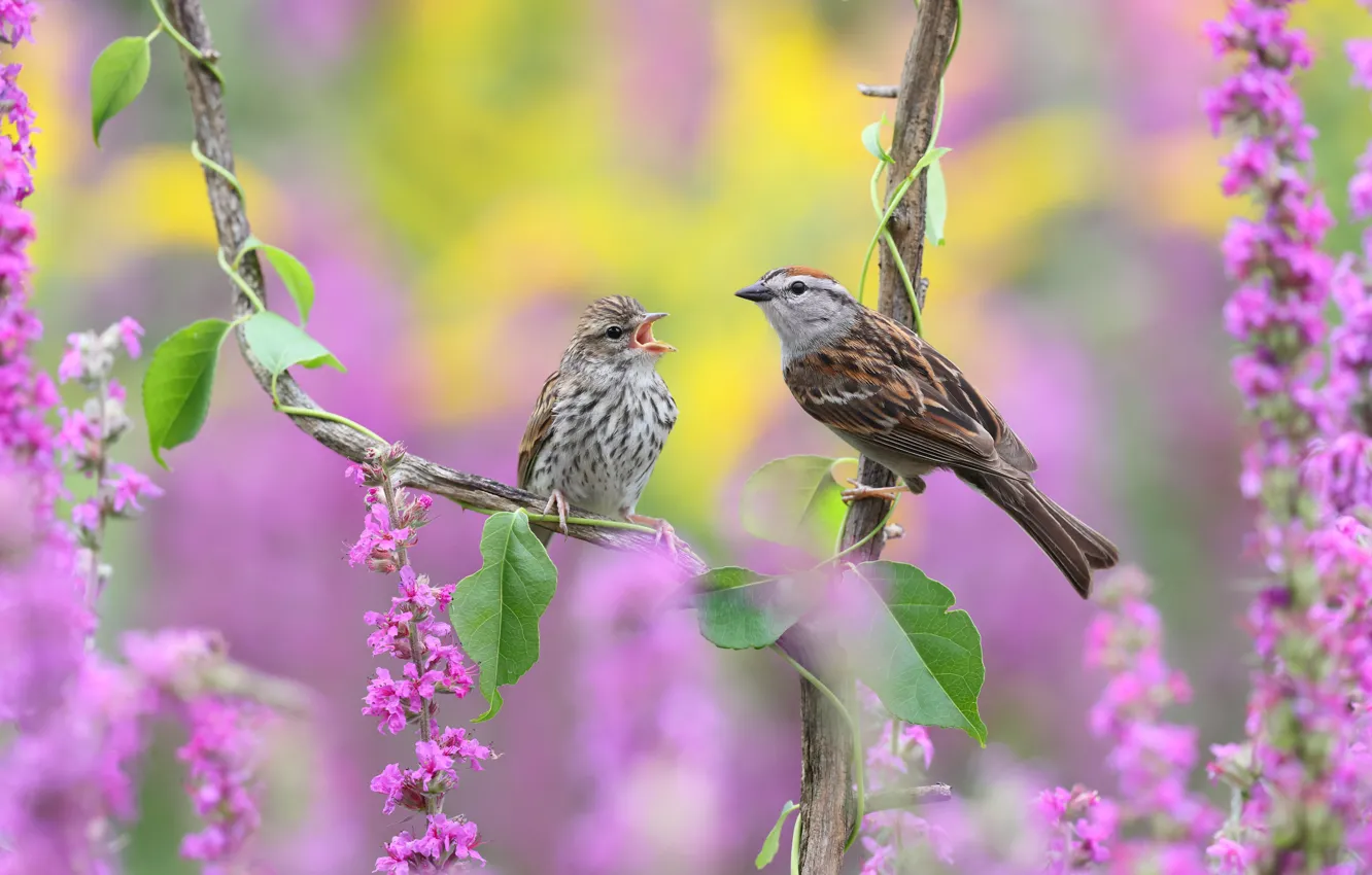 Photo wallpaper flowers, branches, bird, Duo, passerine Bunting