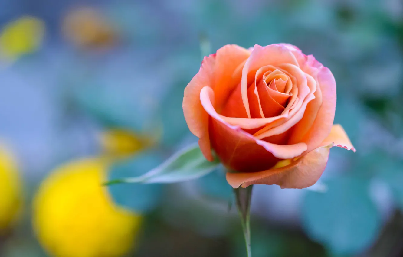 Photo wallpaper background, roses, buds, bokeh