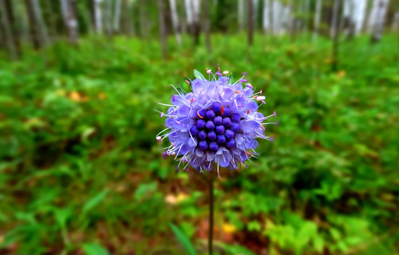 Photo wallpaper forest, plant, in the woods, Blue flower