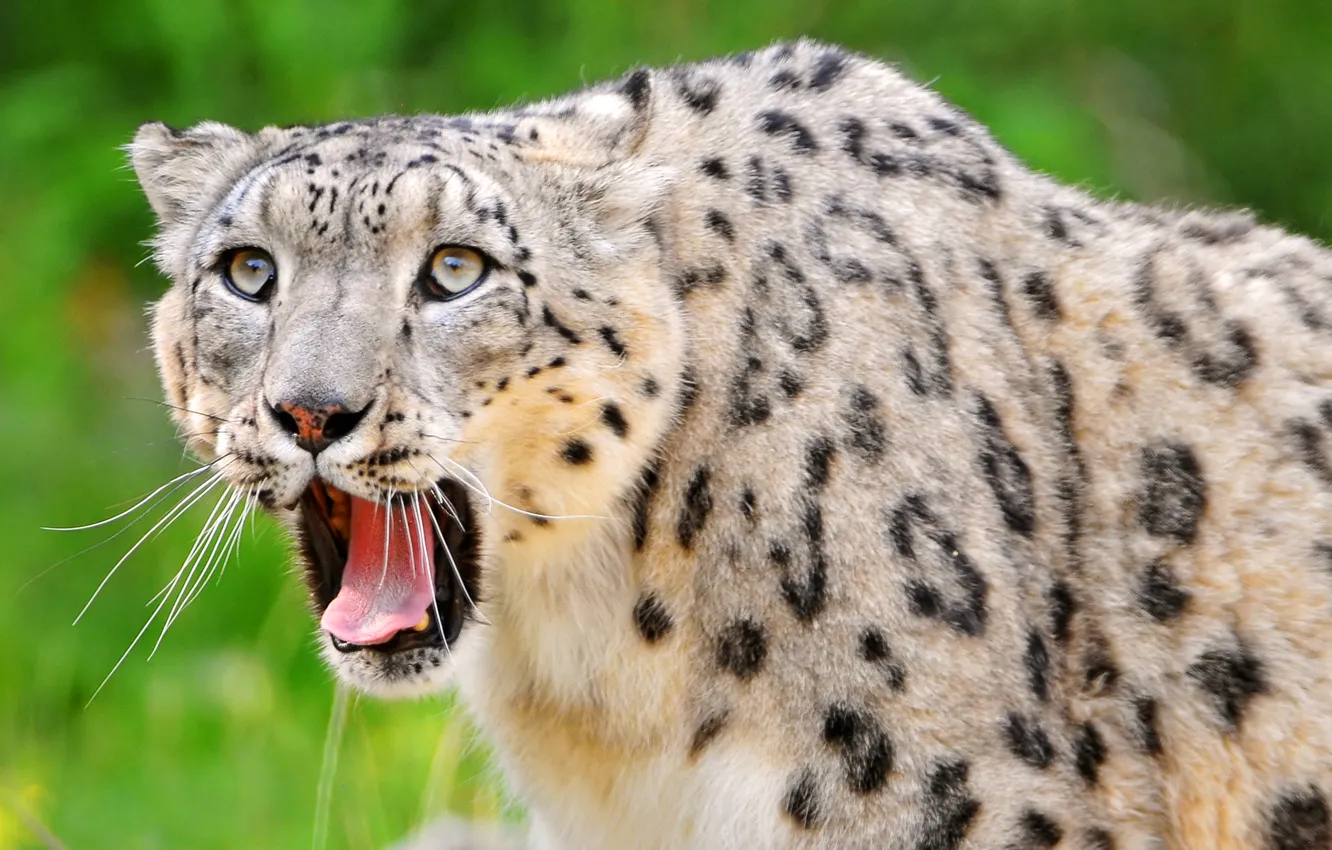 Photo wallpaper predator, leopard, IRBIS, snow leopard