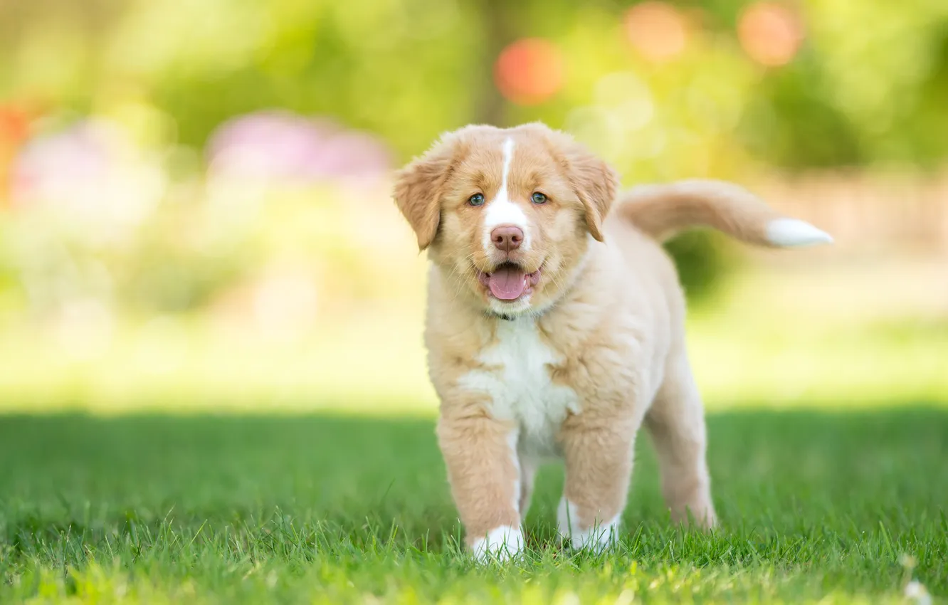 Photo wallpaper language, summer, grass, look, light, nature, pose, glade