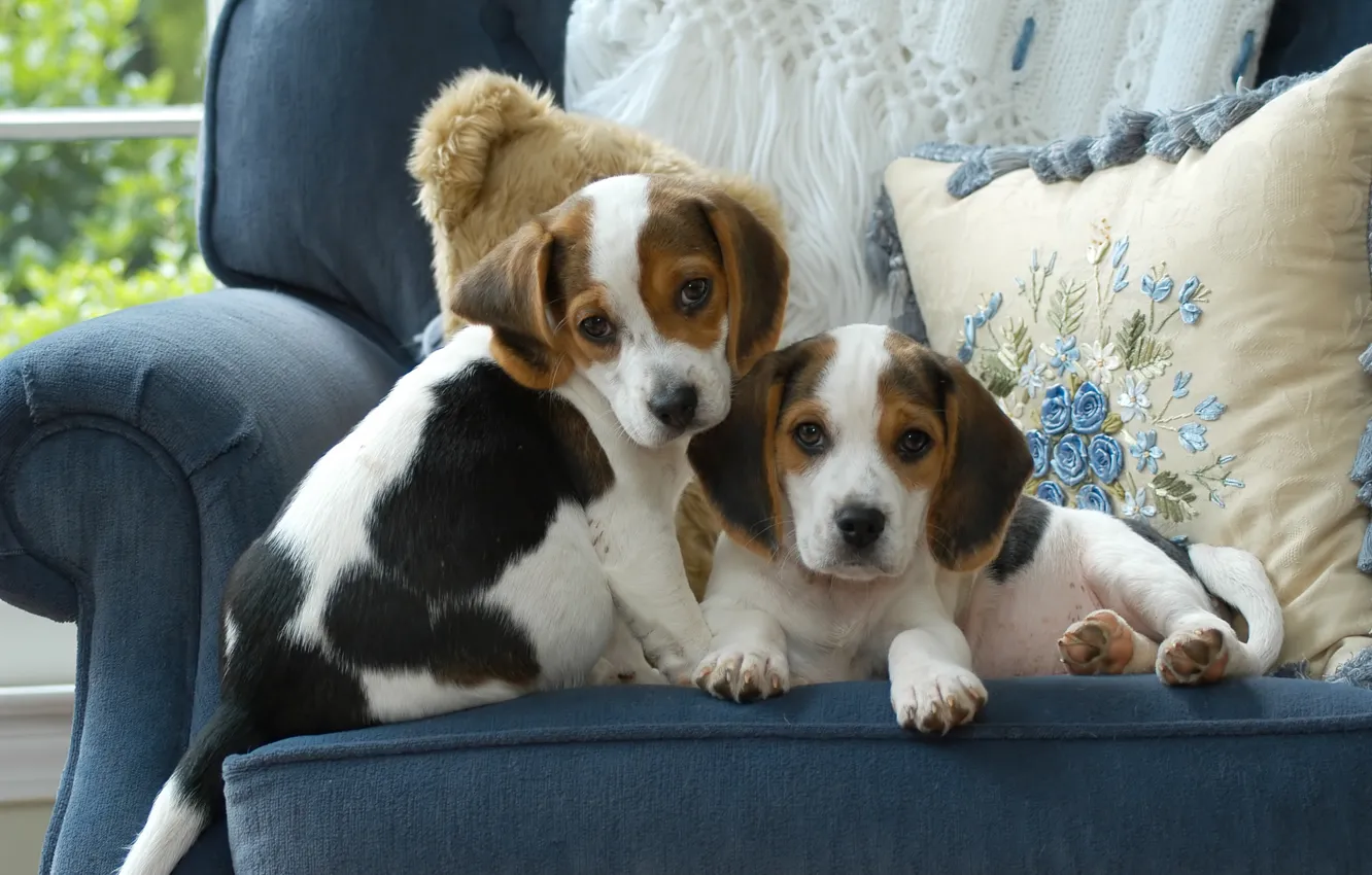 Photo wallpaper dogs, blue, chair, pillow, puppies, pair, two, two