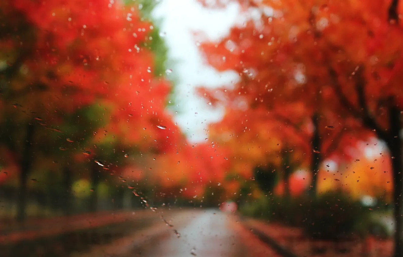 Photo wallpaper road, autumn, glass, drops, trees, rain, blur