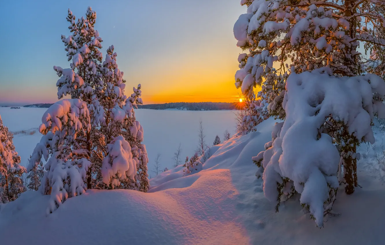 Photo wallpaper winter, snow, sunset, lake, the snow, Russia, pine, Lake Ladoga