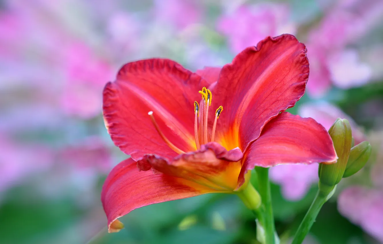 Photo wallpaper flower, Lily, red, flowering