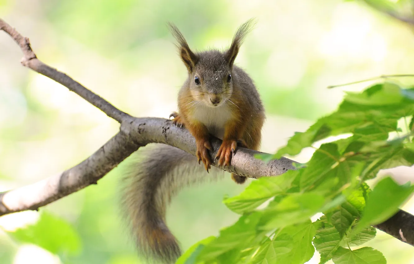 Photo wallpaper leaves, trees, branches, protein, leaves, tree, branch, protein