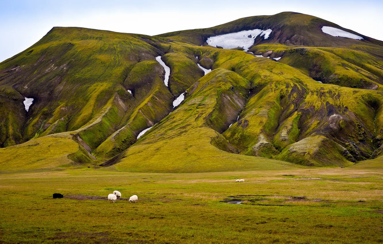 Photo wallpaper greens, snow, sheep, mountain
