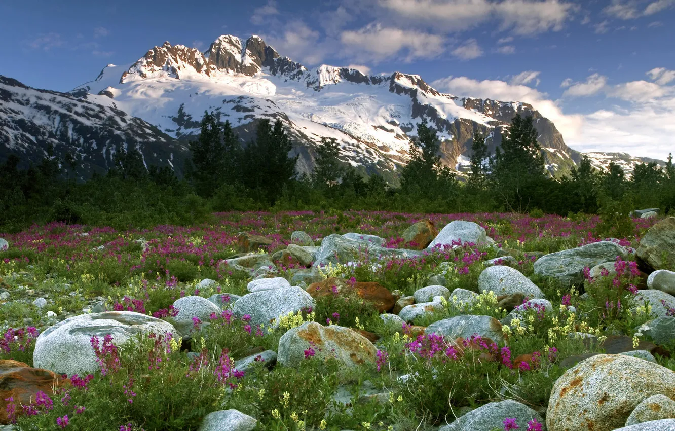 Photo wallpaper forest, flowers, mountains, stones, Canada