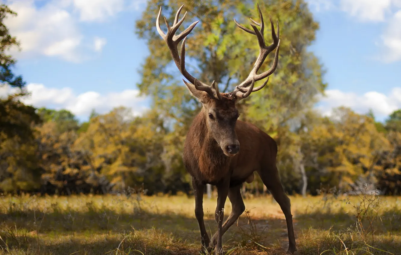 Photo wallpaper summer, nature, deer
