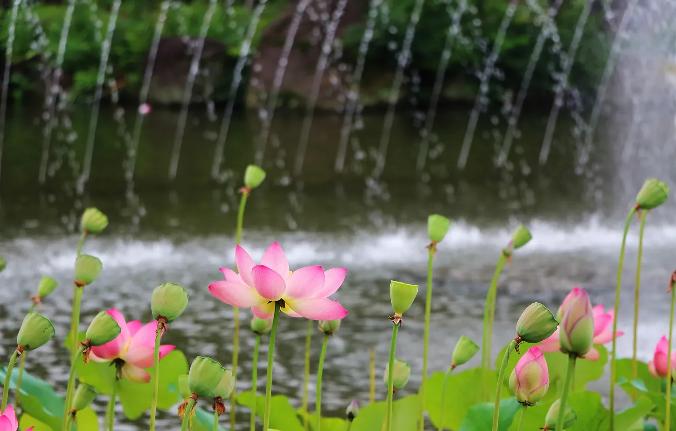 Photo wallpaper leaves, water, Park, petals, Lotus, fountain