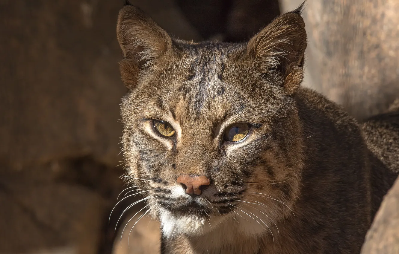 Photo wallpaper eyes, look, predator, Lynx