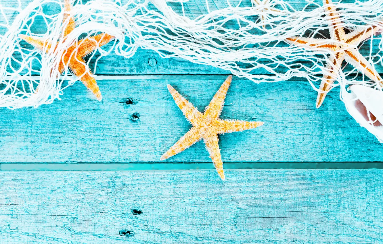 Photo wallpaper mesh, shell, starfish
