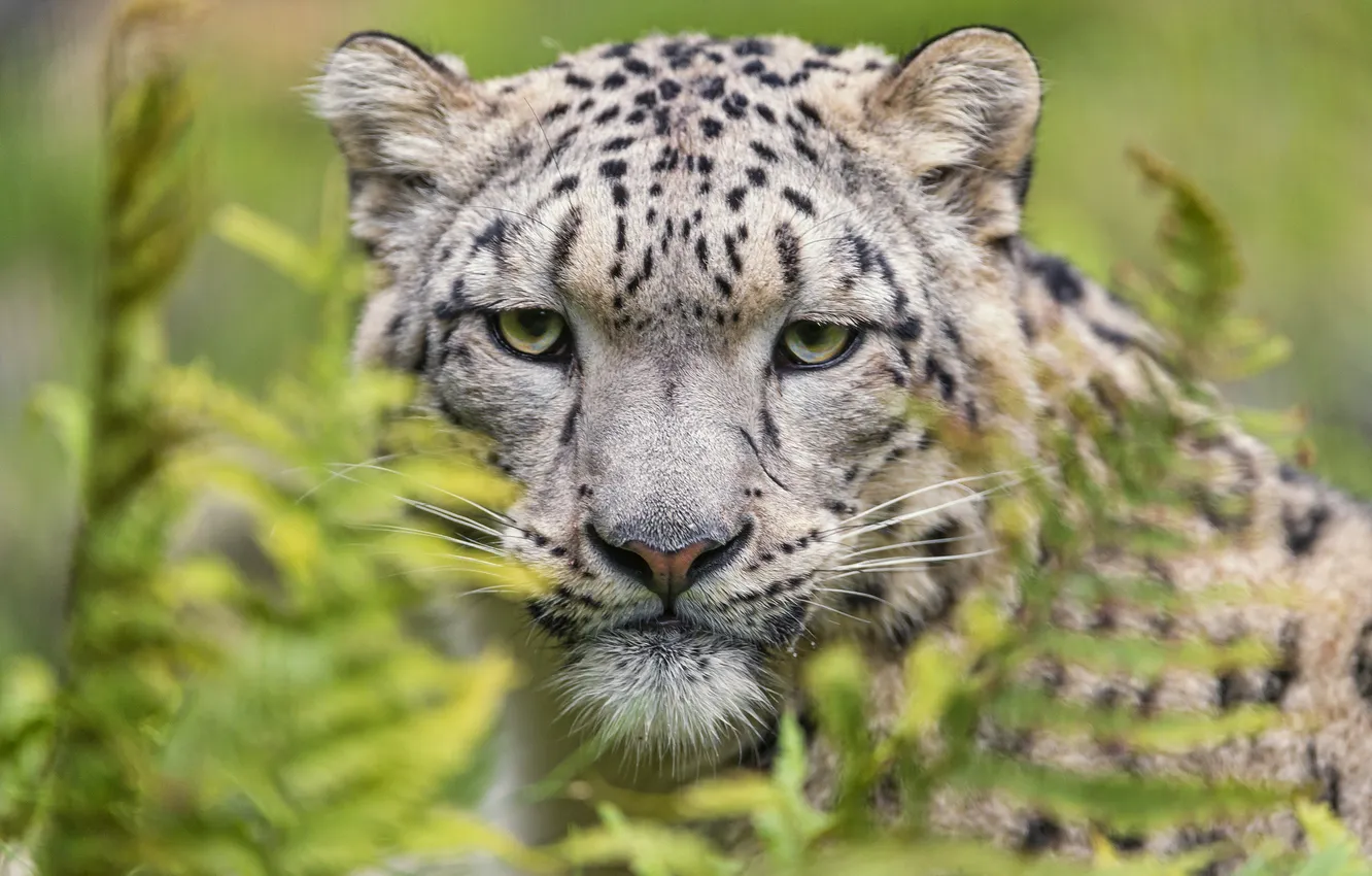 Photo wallpaper look, face, predator, IRBIS, snow leopard, wild cat