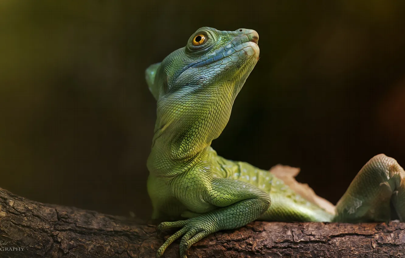 Photo wallpaper look, macro, branches, green, lizard