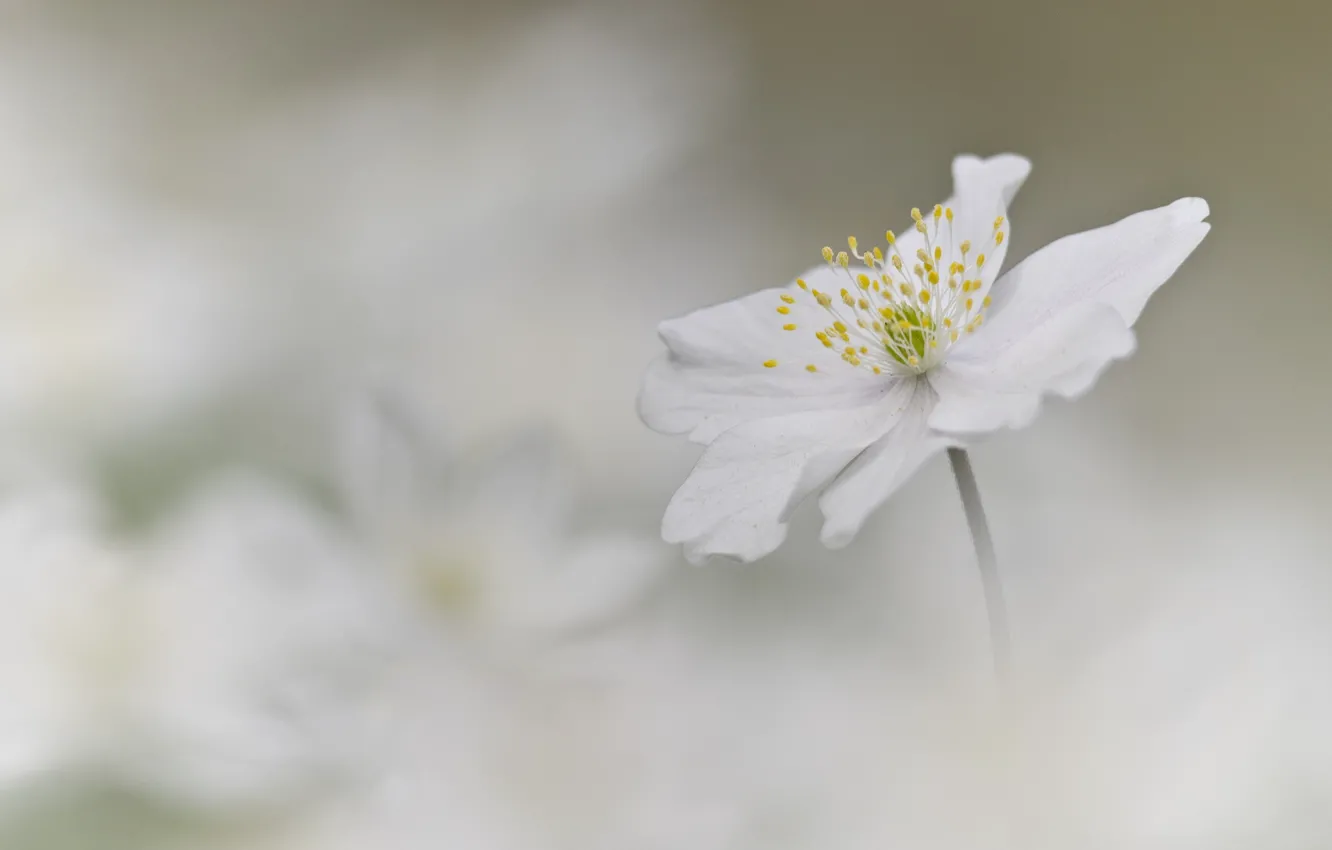 Photo wallpaper white, flower, background, anemone