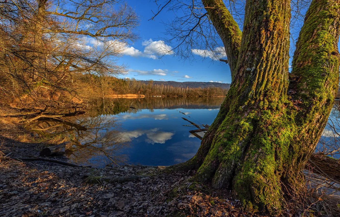 Photo wallpaper autumn, leaves, trees, branches, blue, moss, spring, trunk