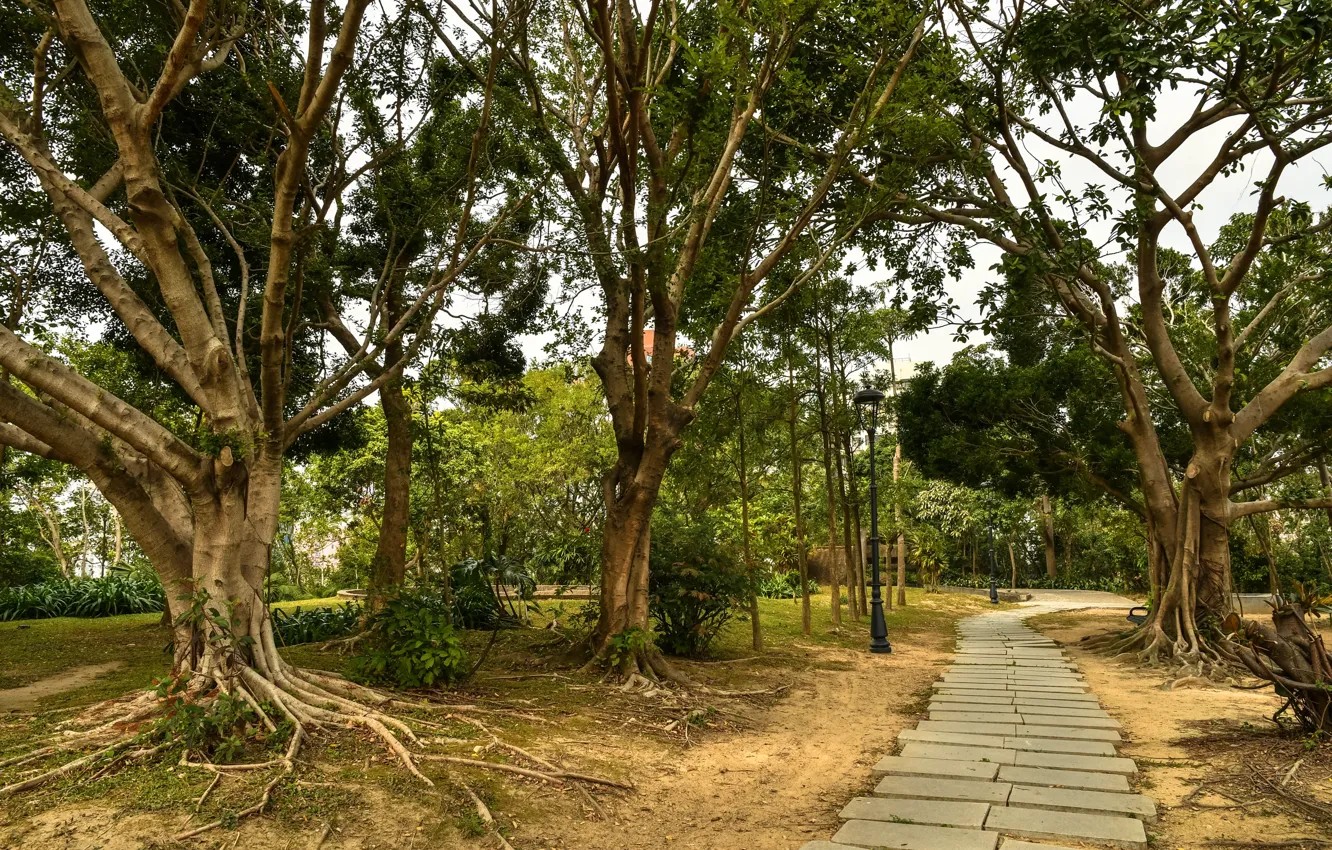 Photo wallpaper trees, Park, track, China, Macao