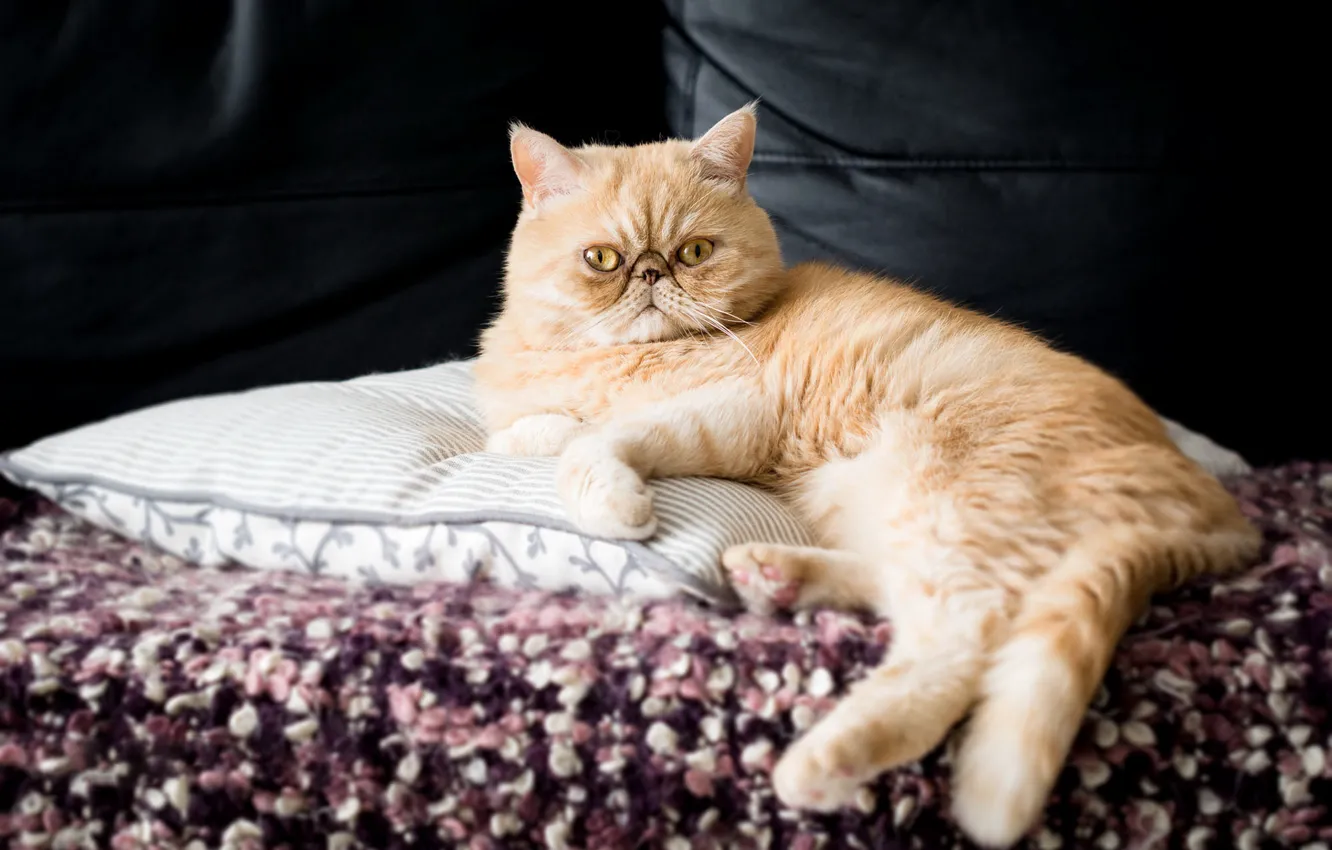 Photo wallpaper cat, cat, sofa, stay, bed, red, pers, bed