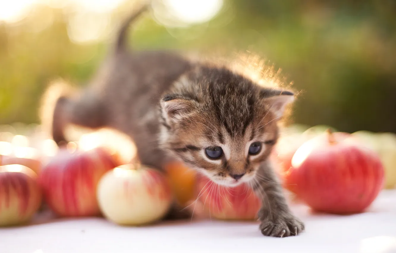 Photo wallpaper cat, look, light, red, nature, pose, grey, apples