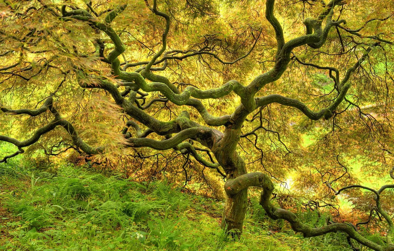 Photo wallpaper trees, yellow, beautiful