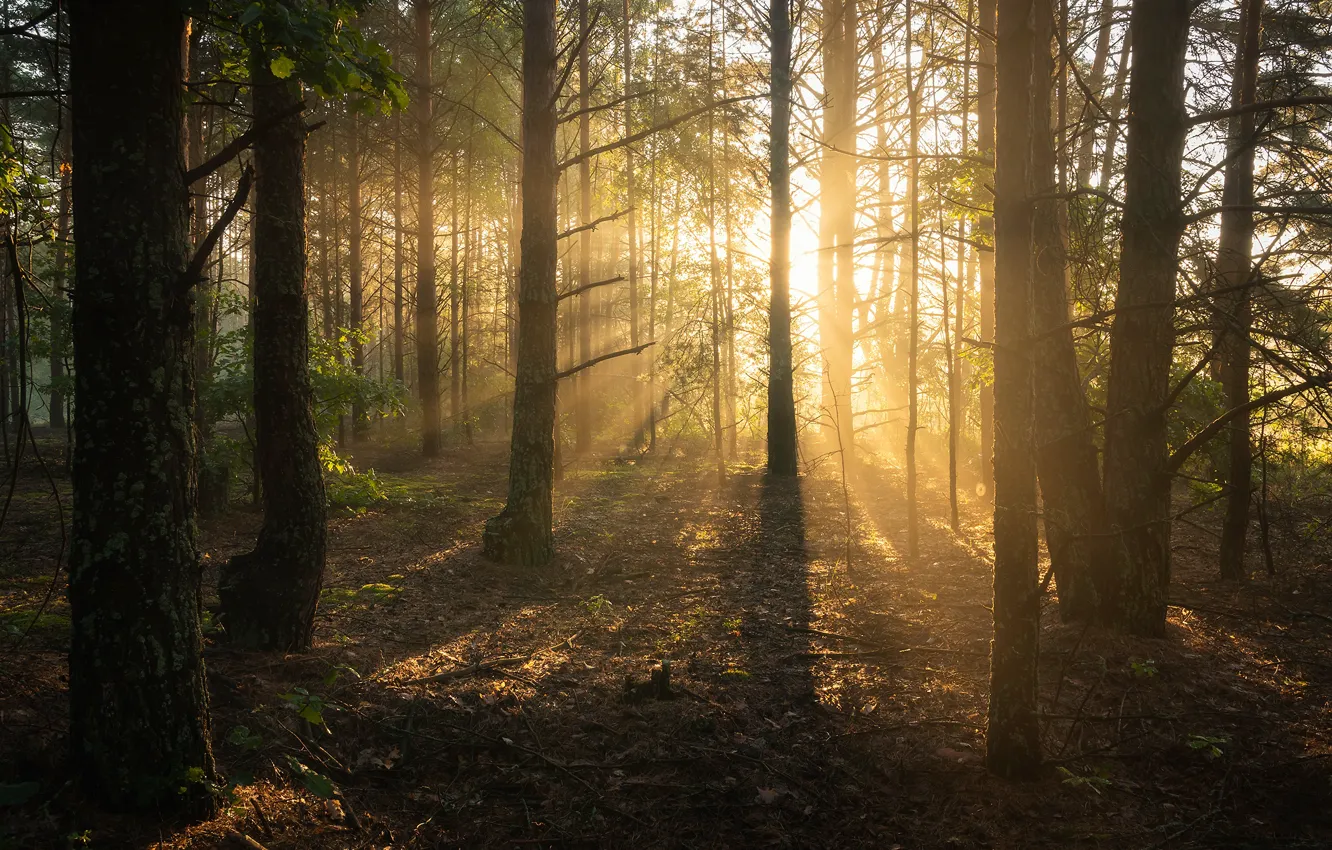 Photo wallpaper forest, the sun, rays, light, trees, fog, morning, pine