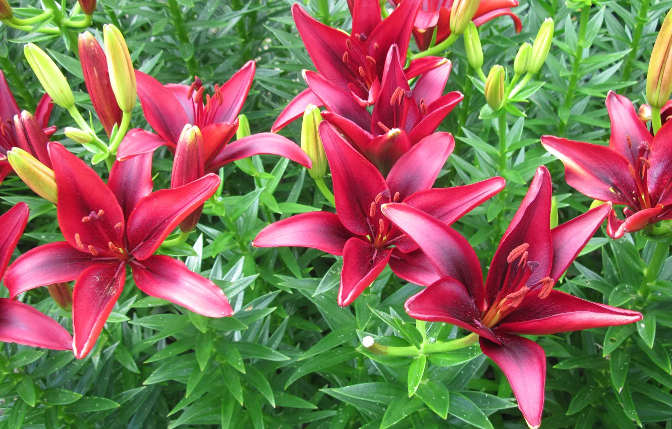 Photo wallpaper leaves, nature, Lily, petals