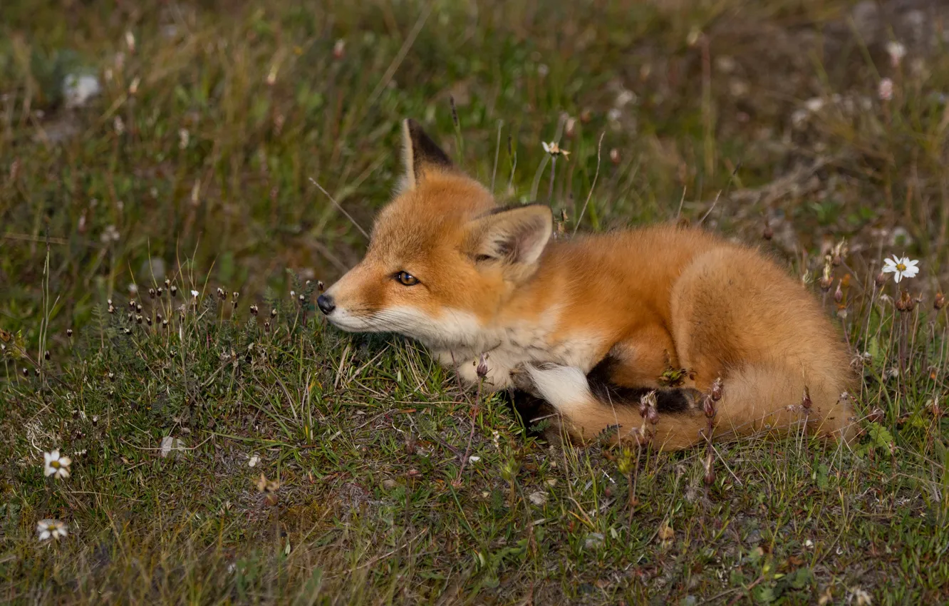 Photo wallpaper nature, Fox, Fox