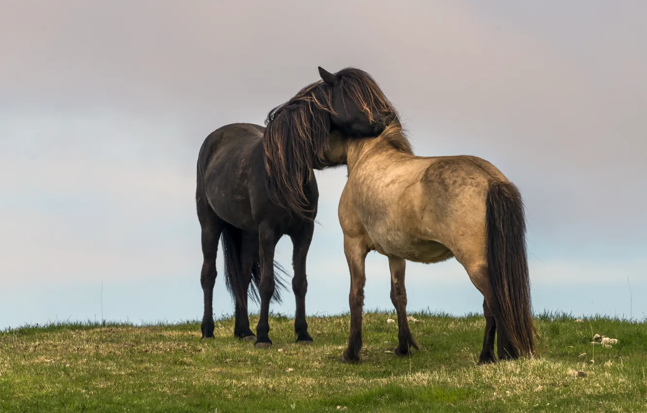 Photo wallpaper field, the sky, grass, love, horse, rainy