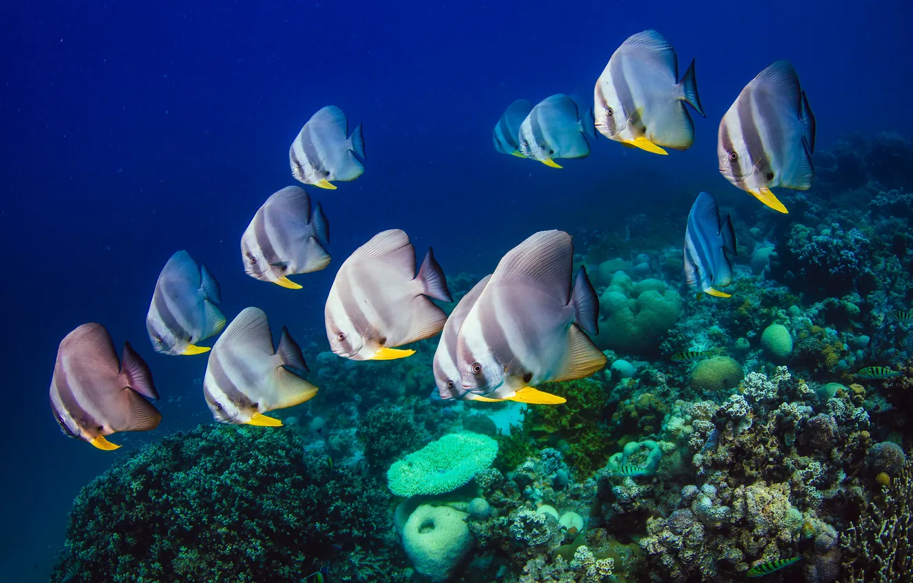 Photo wallpaper sea, the ocean, fish, reef