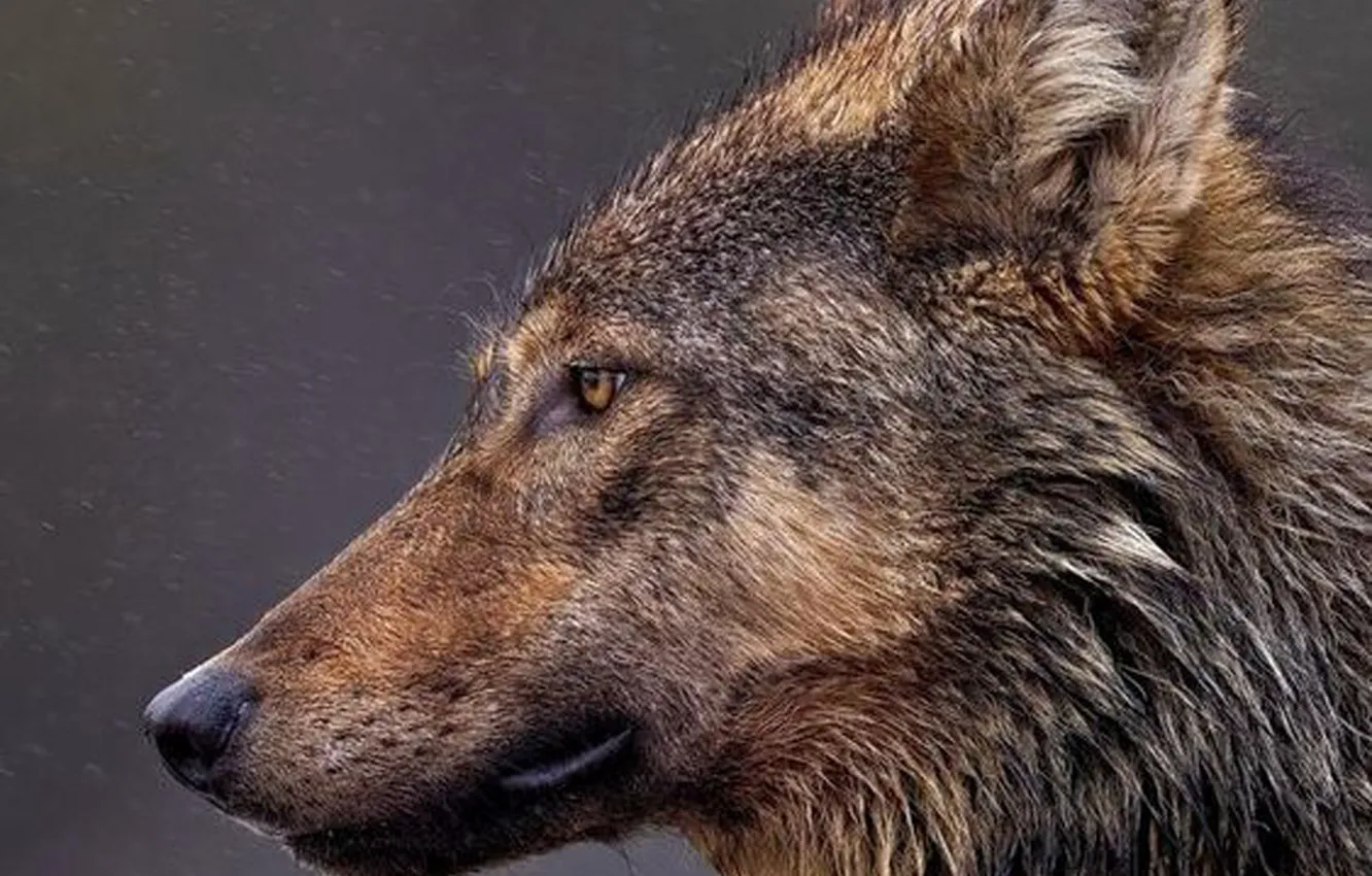 Photo wallpaper Predator, nature, animal, wolf, wildlife, Canis lupus., portrait.