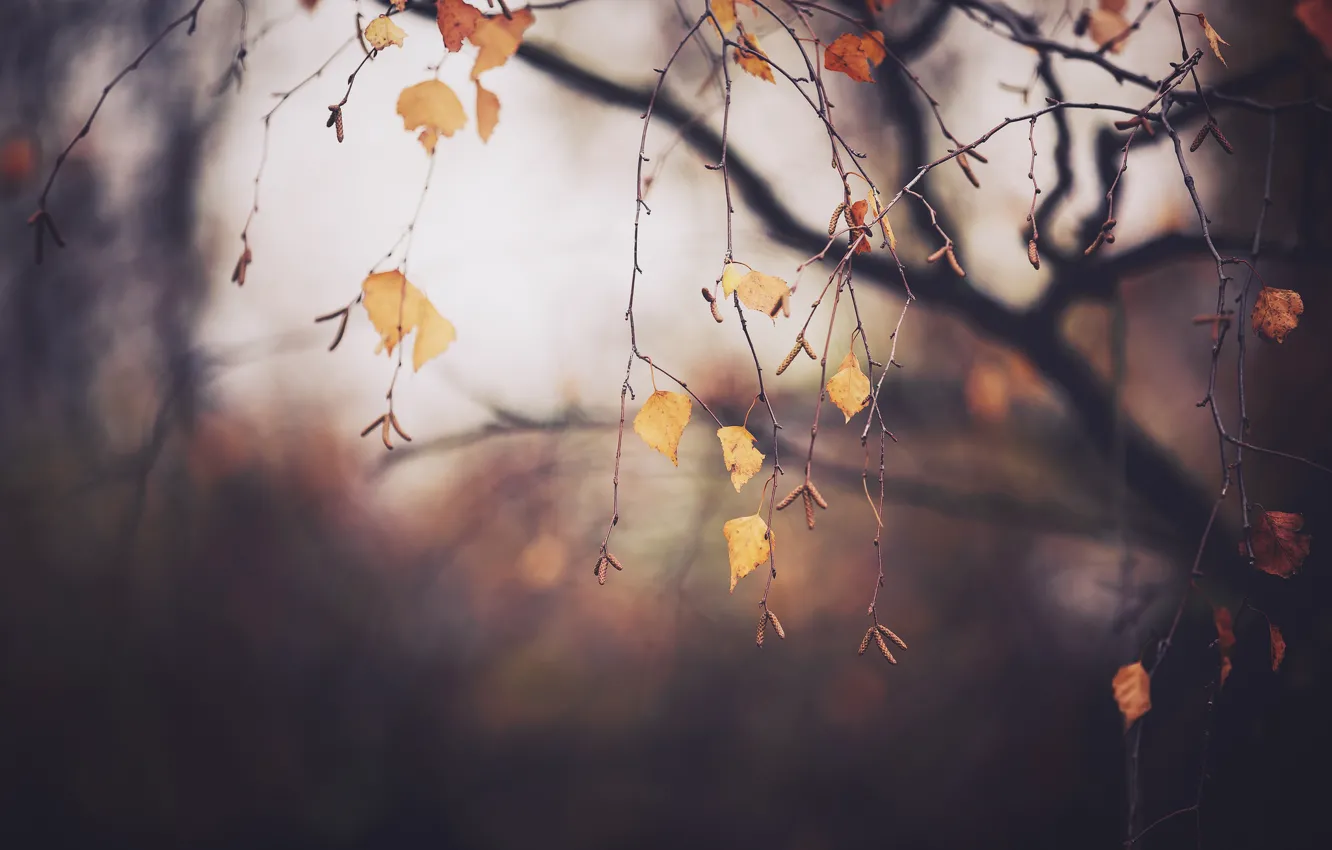 Photo wallpaper autumn, branches, tree, foliage, November