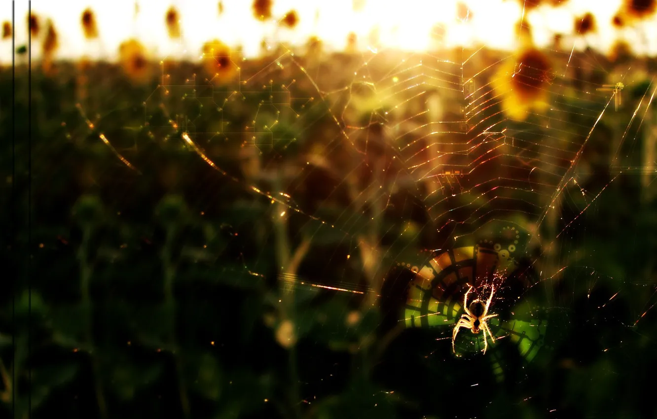 Photo wallpaper web, scheme, Spider