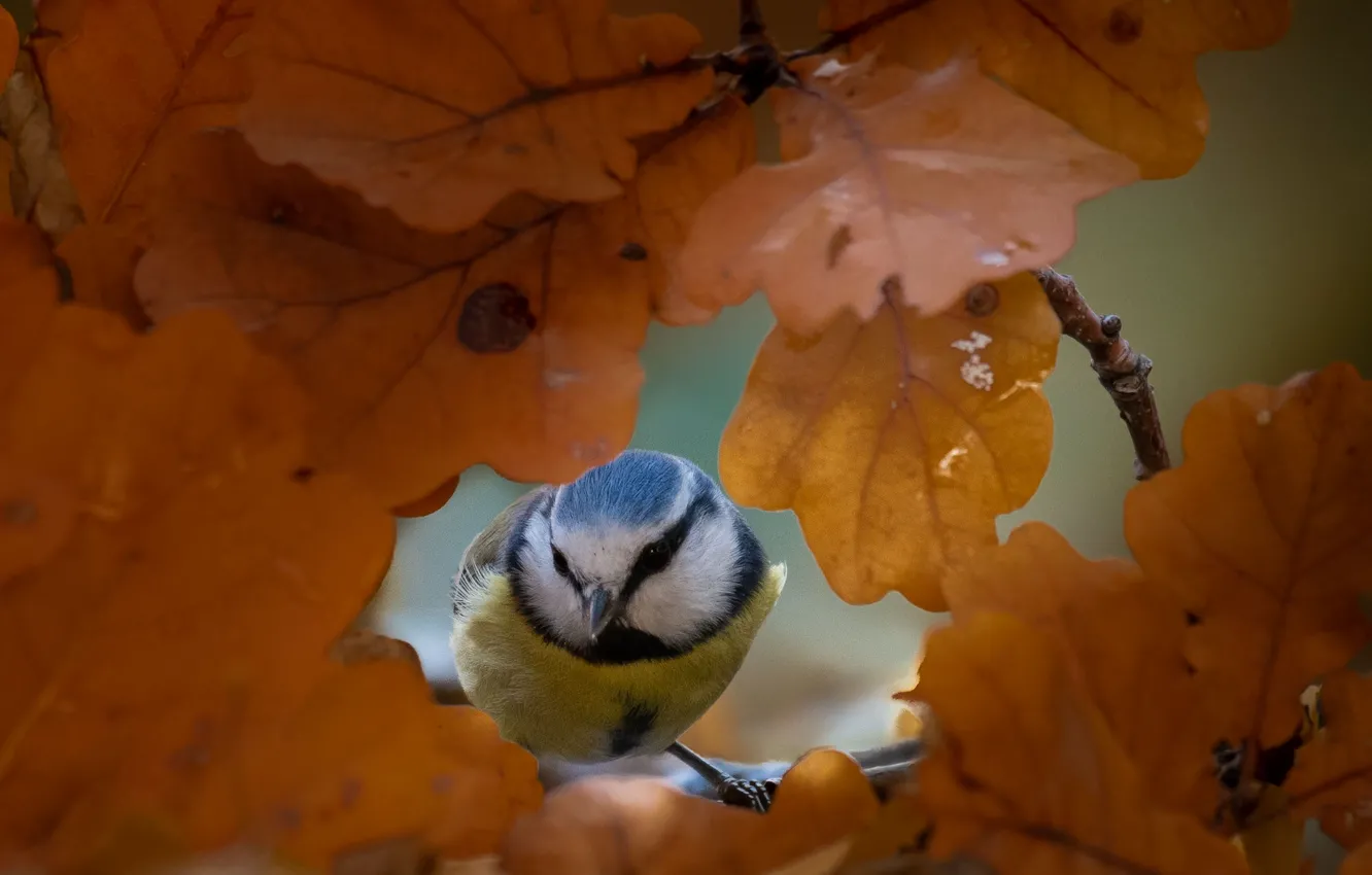 Photo wallpaper autumn, leaves, nature, bird, tit