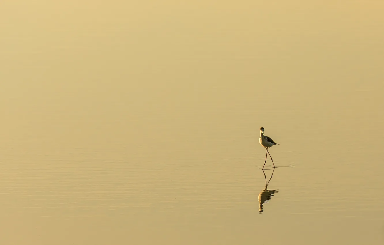 Photo wallpaper nature, bird, minimalism