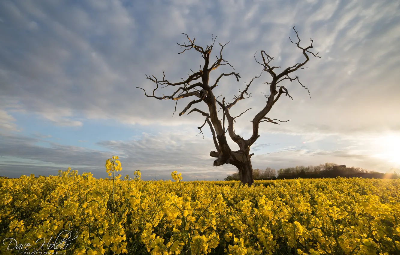 Photo wallpaper the sky, trees, rape